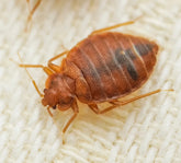 Kaitēkļi - smaržu Getxent tūbiņas