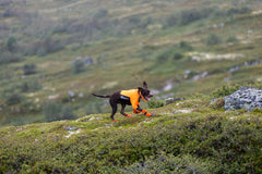 Protector krekls suņiem