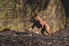 Line defense grip krūšu siksna