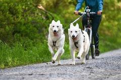 Antena ritenim KLICKfix