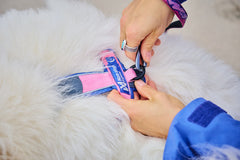 Line 5.0 krūšu siksna Rachel Pohl sērija