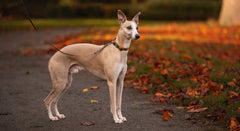 Trail quest kaklasiksna Rachel Pohl sērija