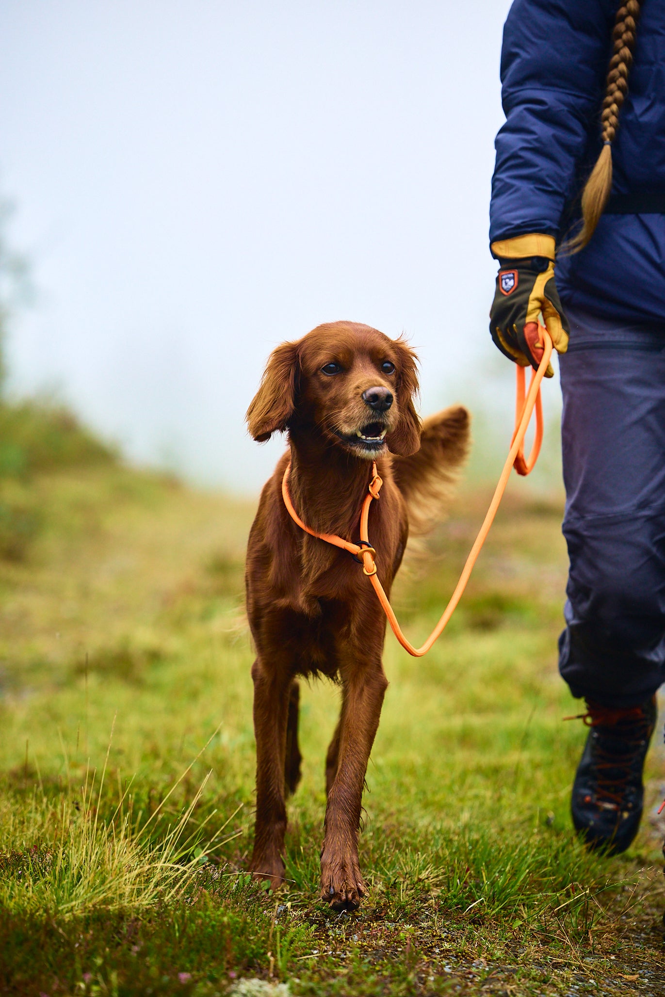 Retriever pavada