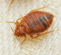 Kaitēkļi - smaržu Getxent tūbiņas