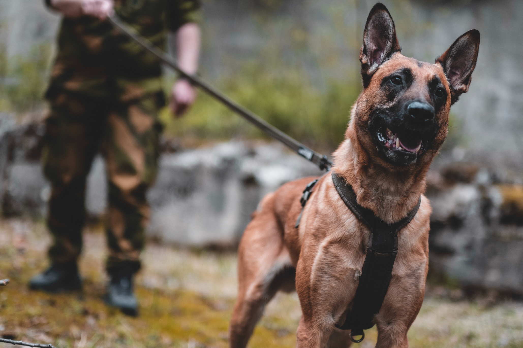 Line defense grip krūšu siksna