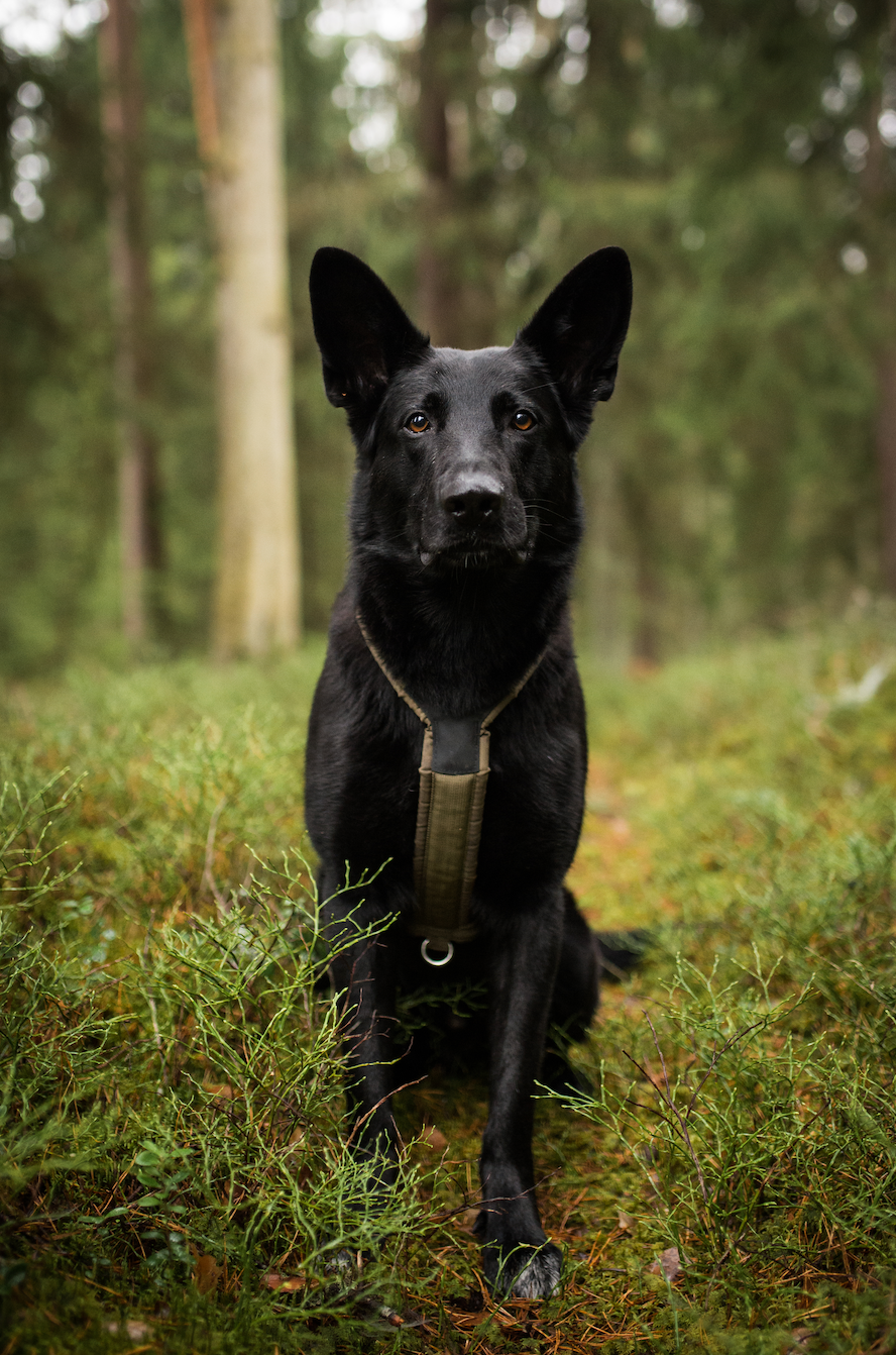 Line defense grip krūšu siksna