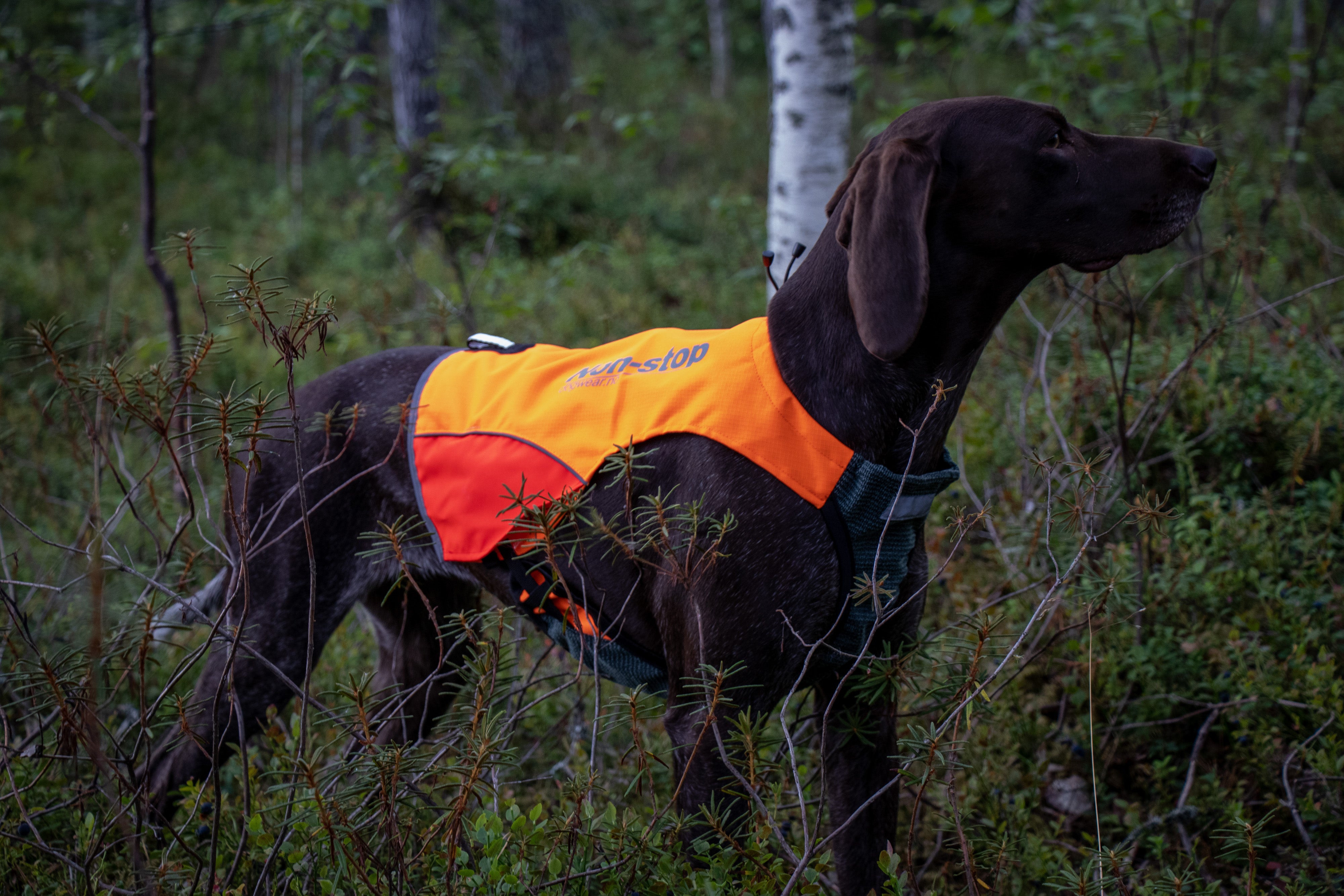 Protector veste